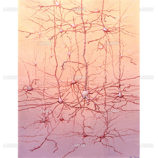 神経ネットワーク（Sサイズ）