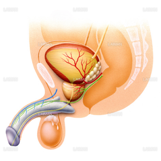 膀胱と尿道（Sサイズ）