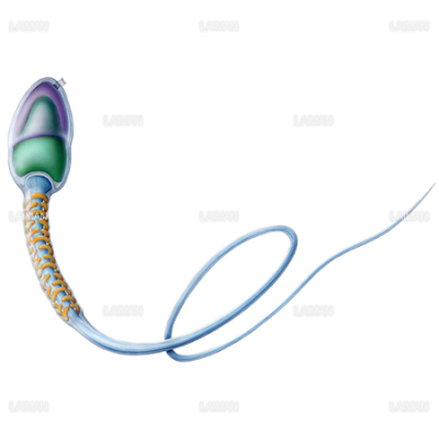 精子 Sサイズ Laiman Stockweb メディカルイラスト素材のダウンロード販売 精子 Sサイズ Laiman Stockweb メディカルイラスト素材のダウンロード販売