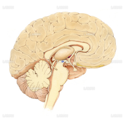脳断面図 正中矢状 Sサイズ Laiman Stockweb メディカルイラスト素材のダウンロード販売