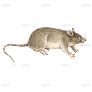 モデル生物 Laiman Stockweb メディカルイラスト素材のダウンロード販売 モデル生物 Laiman Stockweb メディカルイラスト素材のダウンロード販売