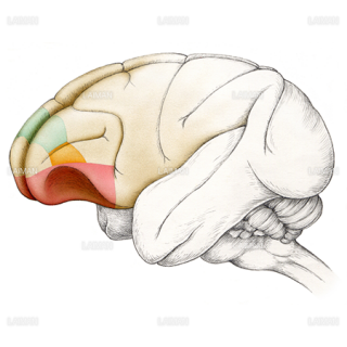 マカクザルの脳の前頭前皮質（Sサイズ）