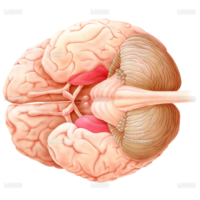 脳 下から見た図 Sサイズ Laiman Stockweb メディカルイラスト素材のダウンロード販売