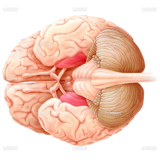 脳（下から見た図）（Sサイズ）