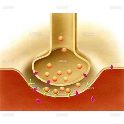 シナプス間隙におけるレセプター阻害 ポリオ後症候群 Sサイズ Laiman Stockweb メディカルイラスト素材のダウンロード販売 シナプス間隙におけるレセプター阻害 ポリオ後症候群 Sサイズ Laiman Stockweb メディカルイラスト素材のダウンロード販売