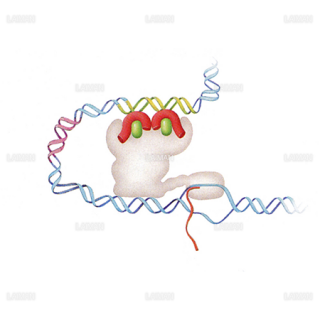 SERMs(選択的エストロゲン受容体モジュレーター)のエストロゲンの模倣2(/3)（Sサイズ）
