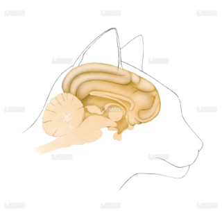 猫の脳（Sサイズ）