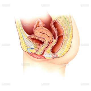 女性の膀胱と尿道（正中矢状断）（Sサイズ）