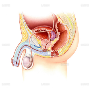 男性の膀胱と尿道（正中矢状断）（Sサイズ）