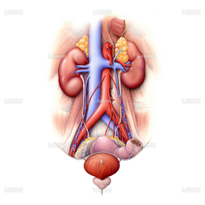 泌尿器 腎臓から膀胱 Sサイズ Laiman Stockweb メディカルイラスト素材のダウンロード販売