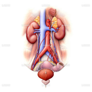 泌尿器（腎臓から膀胱）（Sサイズ）