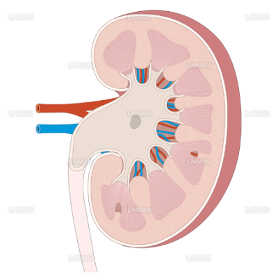 腎正常断面 副腎なし Sサイズ Laiman Stockweb メディカルイラスト素材のダウンロード販売