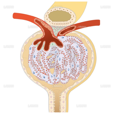 腎小体の構造 Sサイズ Laiman Stockweb メディカルイラスト素材のダウンロード販売