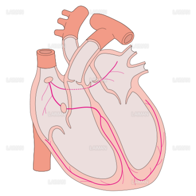 心臓 中枢神経支配 Sサイズ Laiman Stockweb メディカルイラスト素材のダウンロード販売