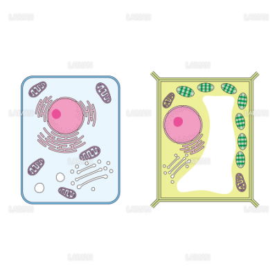 動物細胞と植物細胞の違い Sサイズ Laiman Stockweb メディカルイラスト素材のダウンロード販売