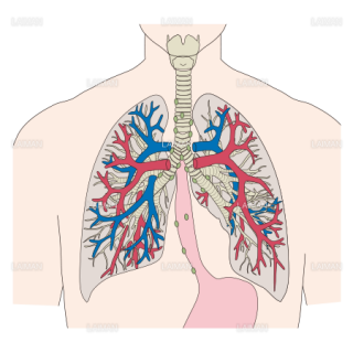 肺の構造(血管・リンパ節) （Sサイズ）