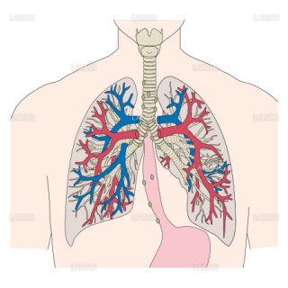 呼吸器系 Laiman Stockweb メディカルイラスト素材のダウンロード販売