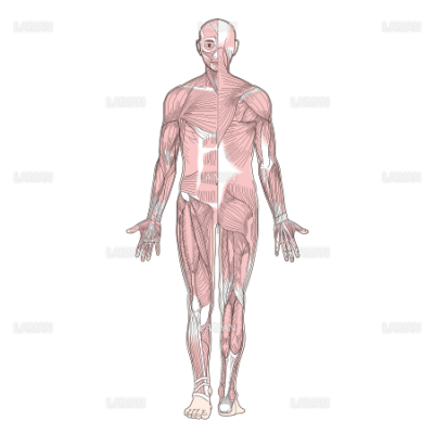 筋肉全身 前後面 Sサイズ Laiman Stockweb メディカルイラスト素材のダウンロード販売