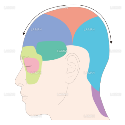 頭痛の痛みを感じる部位 Sサイズ Laiman Stockweb メディカルイラスト素材のダウンロード販売