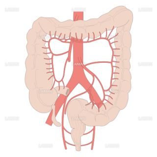 大腸の血管 （Sサイズ）