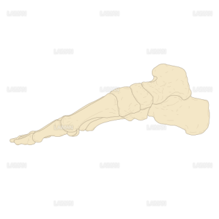 足部骨格(右足･内側面） （Sサイズ）