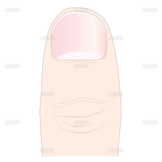 爪の構造（外形） （Sサイズ）