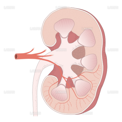 腎臓 断面 Sサイズ Laiman Stockweb メディカルイラスト素材のダウンロード販売