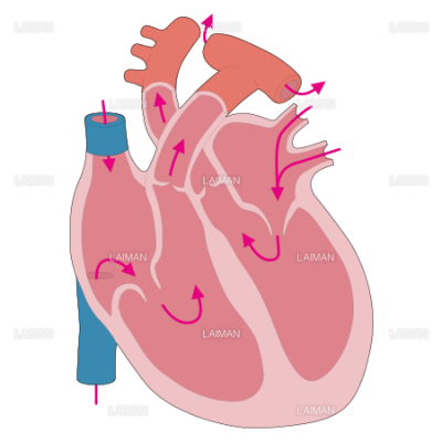 心臓の血流 断面 Sサイズ Laiman Stockweb メディカルイラスト素材のダウンロード販売