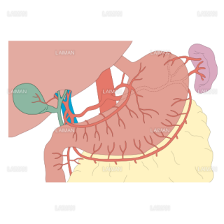 胃の血管 （Sサイズ）