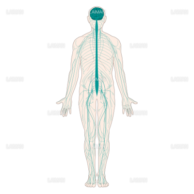 全身の神経 Sサイズ Laiman Stockweb メディカルイラスト素材のダウンロード販売