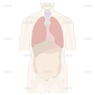 呼吸器系 Laiman Stockweb メディカルイラスト素材のダウンロード販売 呼吸器系 Laiman Stockweb メディカルイラスト素材のダウンロード販売