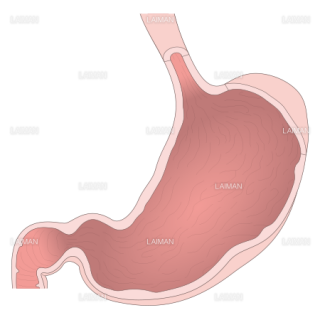 胃の構造 （Sサイズ）
