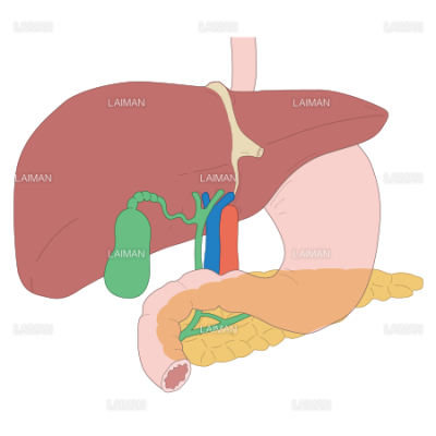 肝臓 胆嚢 膵臓の構造 Sサイズ Laiman Stockweb メディカルイラスト素材のダウンロード販売