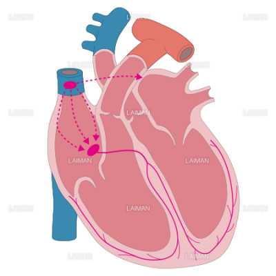 心臓断面図刺激伝導体 Sサイズ Laiman Stockweb メディカルイラスト素材のダウンロード販売