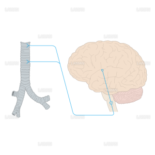 気管と脳神経 （Sサイズ）