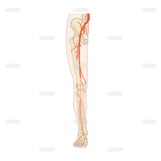 下肢動脈分布（前面） （Sサイズ）