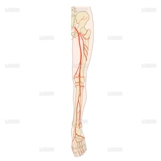 下肢動脈分布（後面） （Sサイズ）