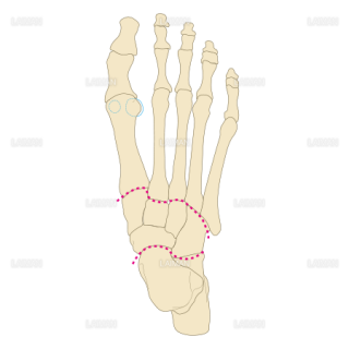 足の骨・関節 （Sサイズ）