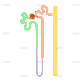 尿細管の分布図 （Sサイズ）