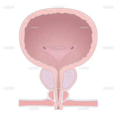 膀胱と前立腺 Sサイズ Laiman Stockweb メディカルイラスト素材のダウンロード販売