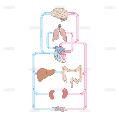 体循環と肺循環 Sサイズ Laiman Stockweb メディカルイラスト素材のダウンロード販売