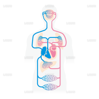 体循環と肺循環 Sサイズ Laiman Stockweb メディカルイラスト素材のダウンロード販売