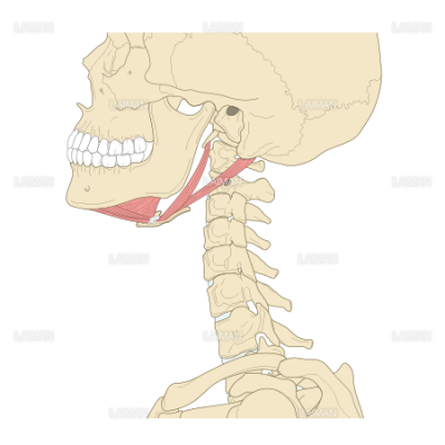 舌骨上筋群 Sサイズ Laiman Stockweb メディカルイラスト素材のダウンロード販売