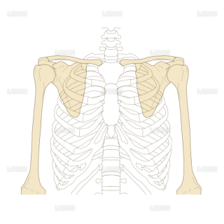 上肢帯の位置 （Sサイズ）