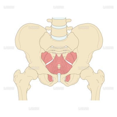骨盤底筋群 Sサイズ Laiman Stockweb メディカルイラスト素材のダウンロード販売