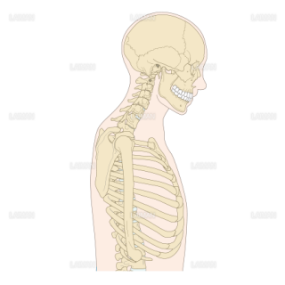 体幹側面の骨格、頸を前傾 （Sサイズ）