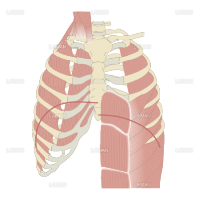 呼吸筋 Sサイズ Laiman Stockweb メディカルイラスト素材のダウンロード販売