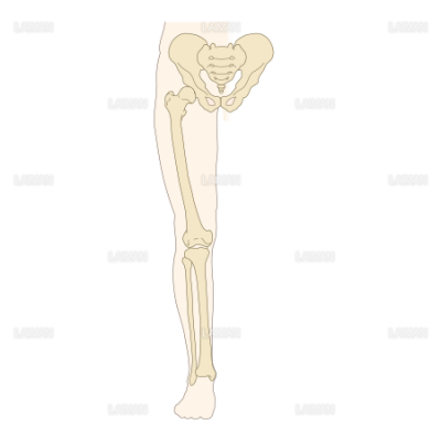 下肢前面の骨 Sサイズ Laiman Stockweb メディカルイラスト素材のダウンロード販売