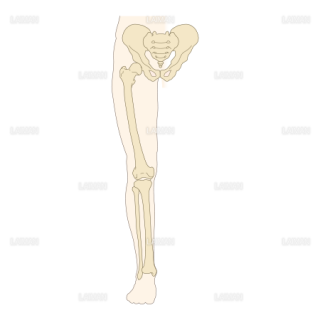 下肢前面の骨 （Sサイズ）