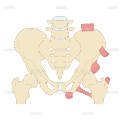 骨盤 股関節周辺の骨端と付着筋 Sサイズ Laiman Stockweb メディカルイラスト素材のダウンロード販売 骨盤 股関節周辺の骨端と付着筋 Sサイズ Laiman Stockweb メディカルイラスト素材のダウンロード販売